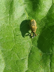 Lixus bardanae