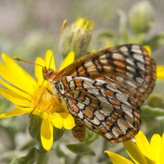 Euphydryas anicia wecoeut