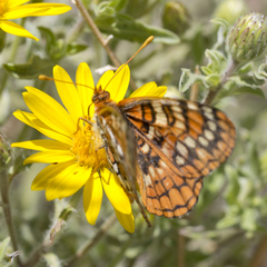 Euphydryas anicia wecoeut
