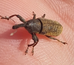 Lixus bardanae