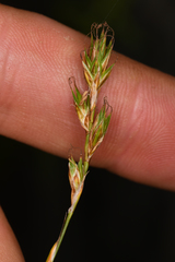 Carex petasata