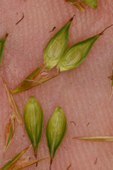 Carex petasata