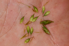 Carex petasata