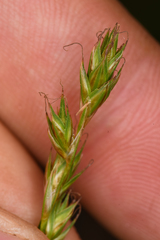 Carex petasata
