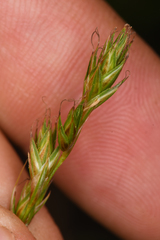 Carex petasata