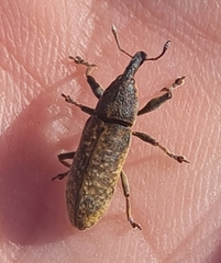 Lixus bardanae