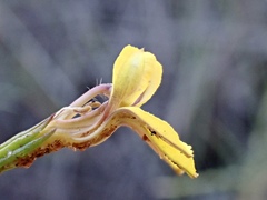 Goodenia varia