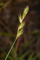 Carex petasata