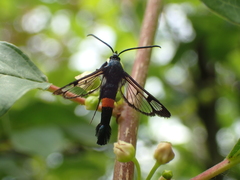 Synanthedon myopaeformis