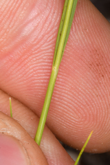 Piptatheropsis micrantha