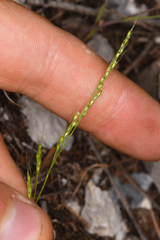 Piptatheropsis micrantha