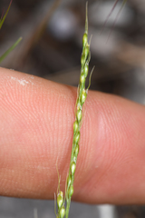 Piptatheropsis micrantha