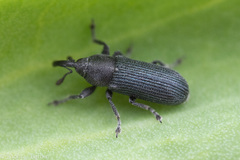 Mecinus janthiniformis