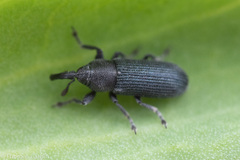 Mecinus janthiniformis