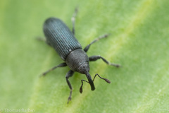 Mecinus janthiniformis