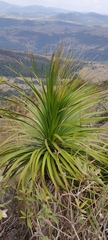 Nolineae