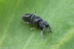 Mecinus janthiniformis