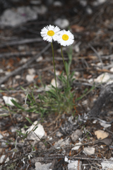 Erigeron flagellaris