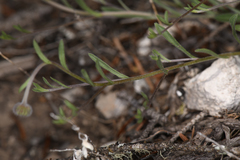 Erigeron flagellaris