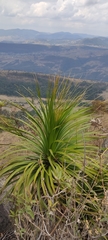 Nolineae