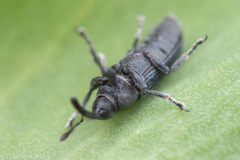 Mecinus janthiniformis