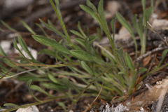 Erigeron flagellaris