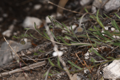 Erigeron flagellaris