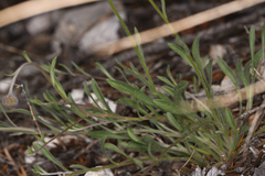 Erigeron flagellaris