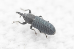 Mecinus janthiniformis