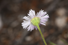 Erigeron flagellaris