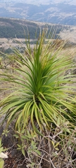 Nolineae