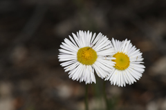 Erigeron flagellaris