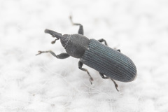 Mecinus janthiniformis