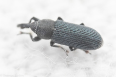 Mecinus janthiniformis