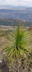 Nolineae