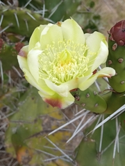 Opuntia arechavaletae