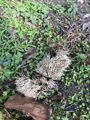 Erinaceus concolor