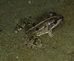 Pelophylax bedriagae