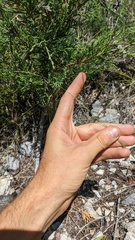 Piptatheropsis micrantha