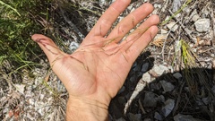 Piptatheropsis micrantha