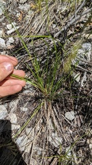 Piptatheropsis micrantha