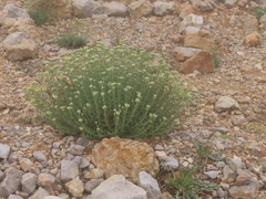 Achillea falcata