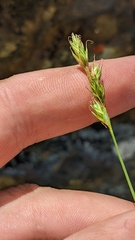 Carex petasata