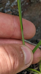 Carex petasata