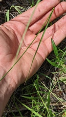 Carex petasata