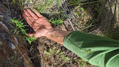 Carex petasata