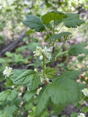 Ribes wolfii