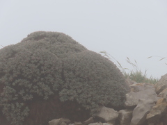 Acantholimon libanoticum