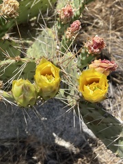 Opuntia mojavensis
