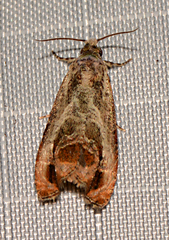 Olethreutes hamameliana